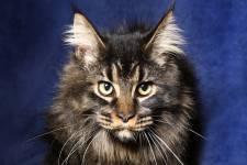 Maud et MARINE - Les bidons de lyon