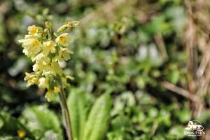 Laëtitia FUCHS - LYON EYE'S PHOTOGRAPHY