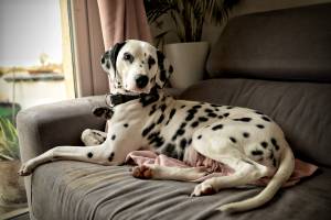 Laëtitia FUCHS - LYON EYE'S PHOTOGRAPHY